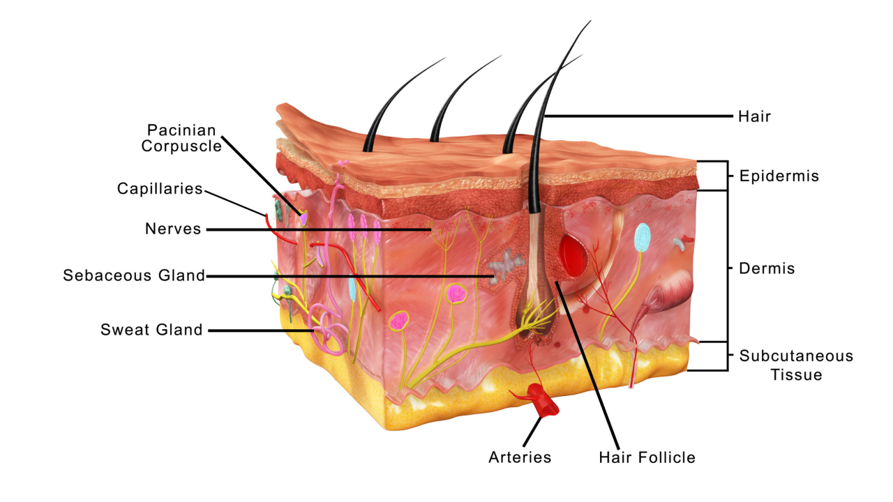 Anatomie van de huid
