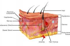 Anatomie van de huid